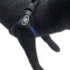 BB Sport (dog model)