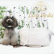 Luxe_Birdie_Priscilla_leash_1_zxdfps