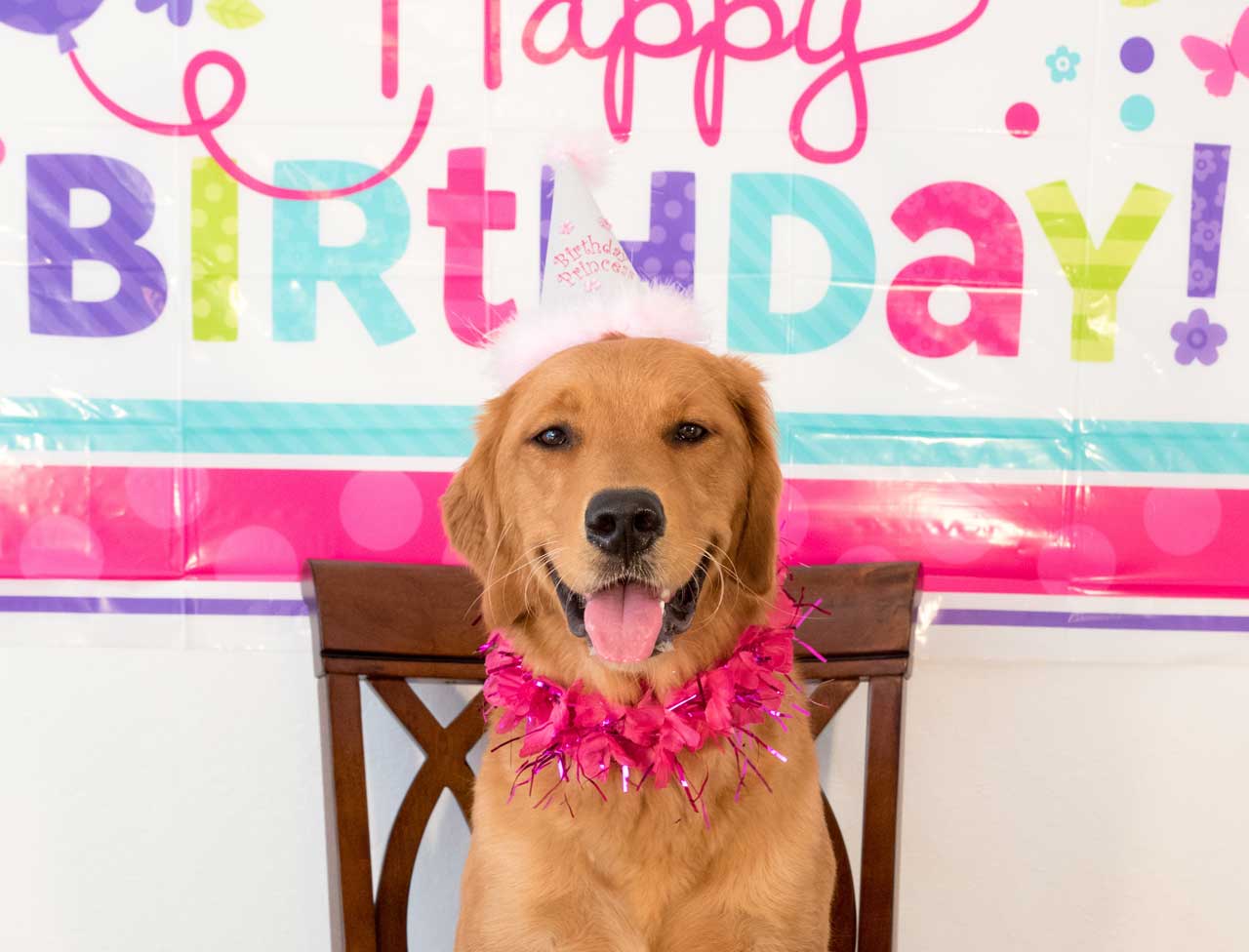 We’re throwing a paw-ty, and you’re invited!