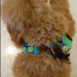 dog-harness-patchwork-model-02